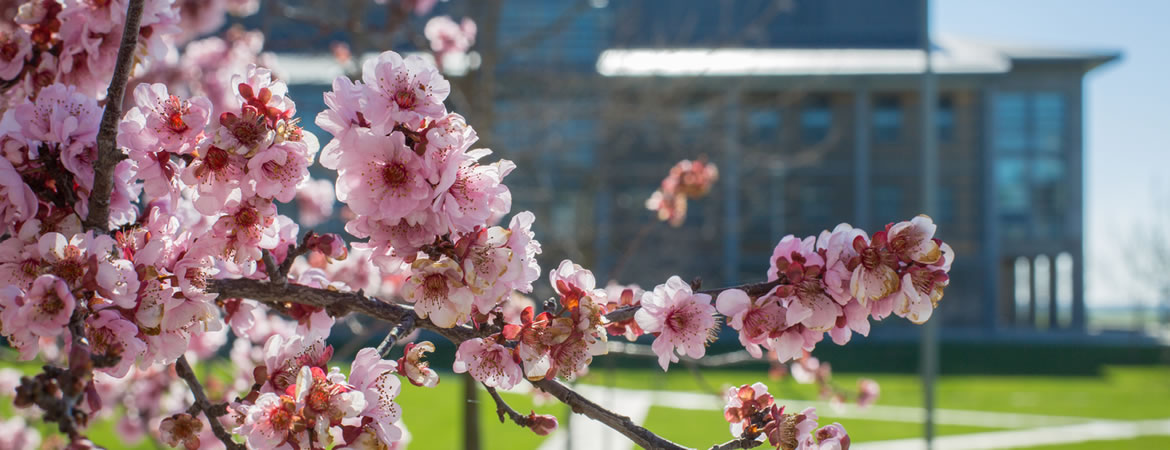 Campus photo of cherry blossoms in spring